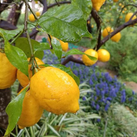 ואמוס Olive Lemon Biophilic House & Lush Forest Garden מראה חיצוני תמונה