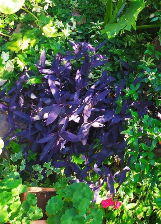ואמוס Olive Lemon Biophilic House & Lush Forest Garden מראה חיצוני תמונה