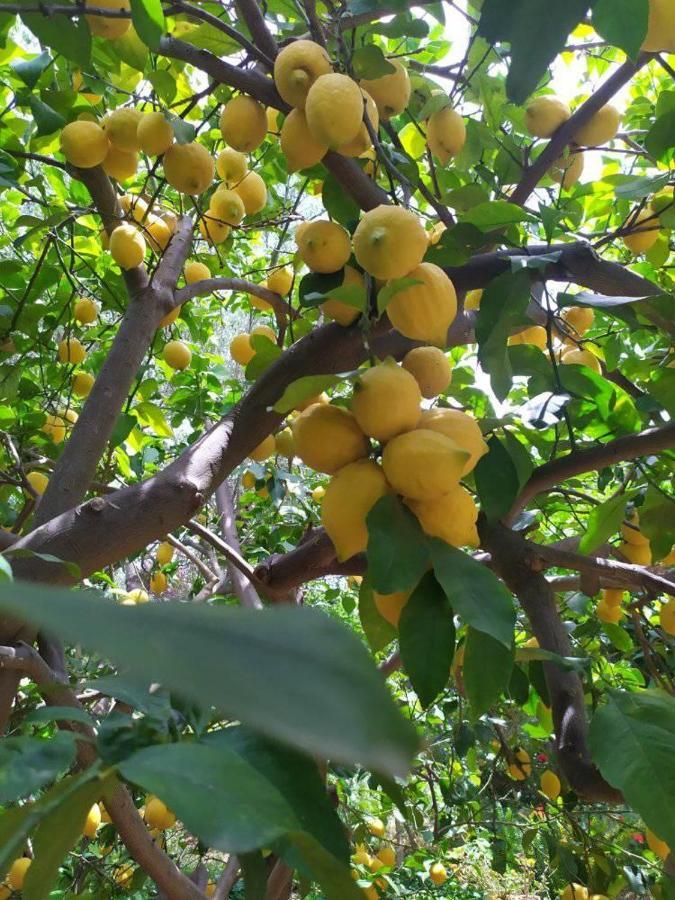 ואמוס Olive Lemon Biophilic House & Lush Forest Garden מראה חיצוני תמונה