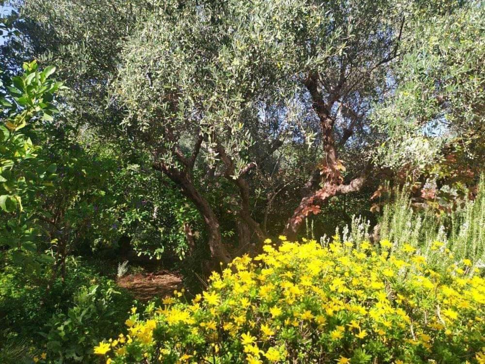 ואמוס Olive Lemon Biophilic House & Lush Forest Garden מראה חיצוני תמונה