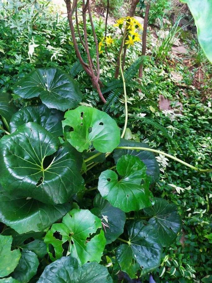 ואמוס Olive Lemon Biophilic House & Lush Forest Garden מראה חיצוני תמונה
