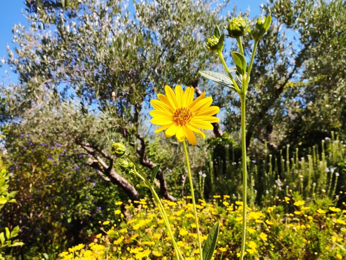 ואמוס Olive Lemon Biophilic House & Lush Forest Garden מראה חיצוני תמונה