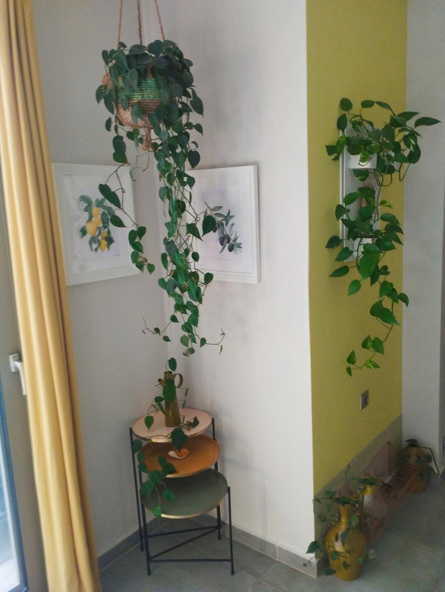 ואמוס Olive Lemon Biophilic House & Lush Forest Garden מראה חיצוני תמונה
