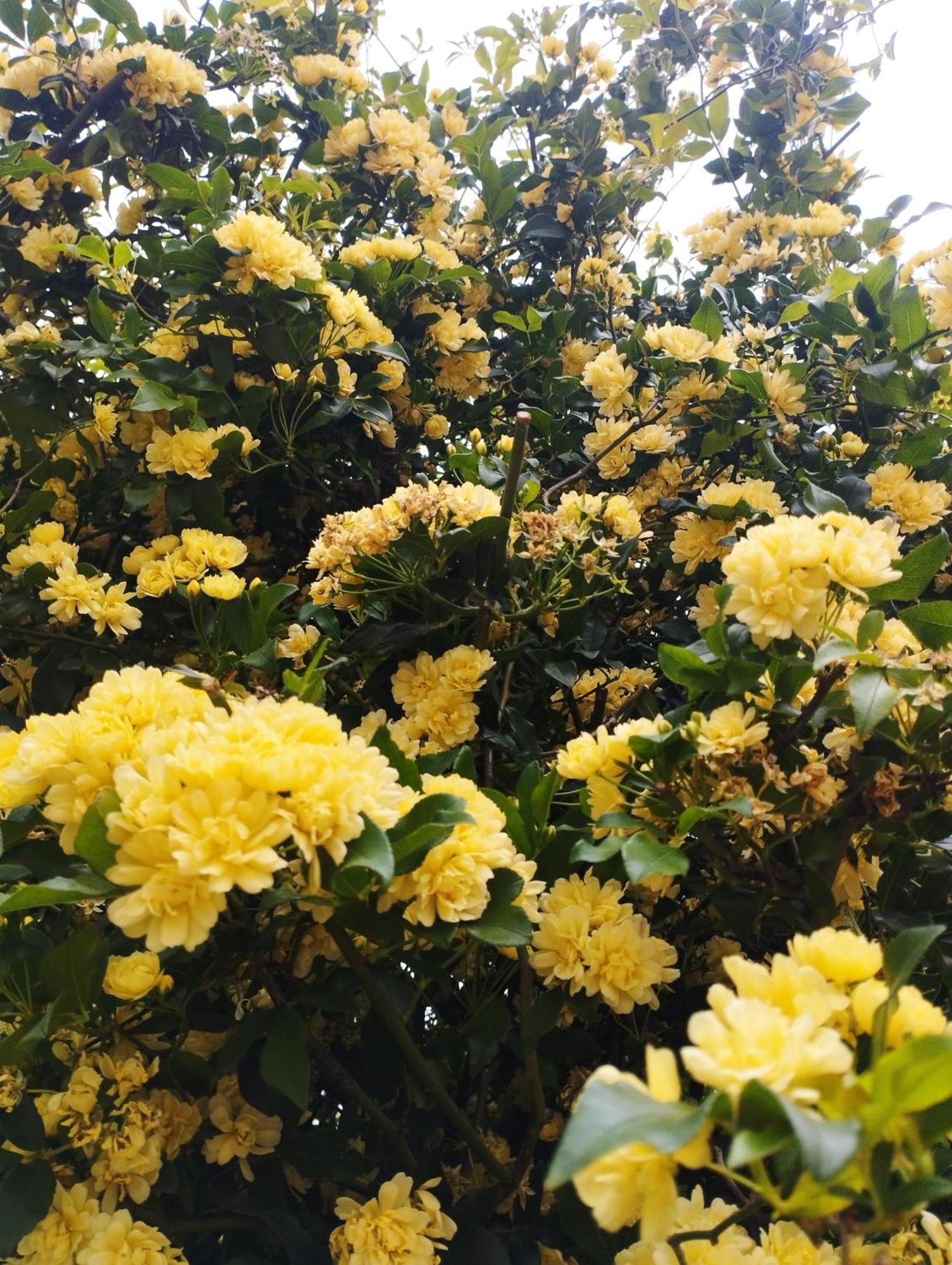 ואמוס Olive Lemon Biophilic House & Lush Forest Garden מראה חיצוני תמונה