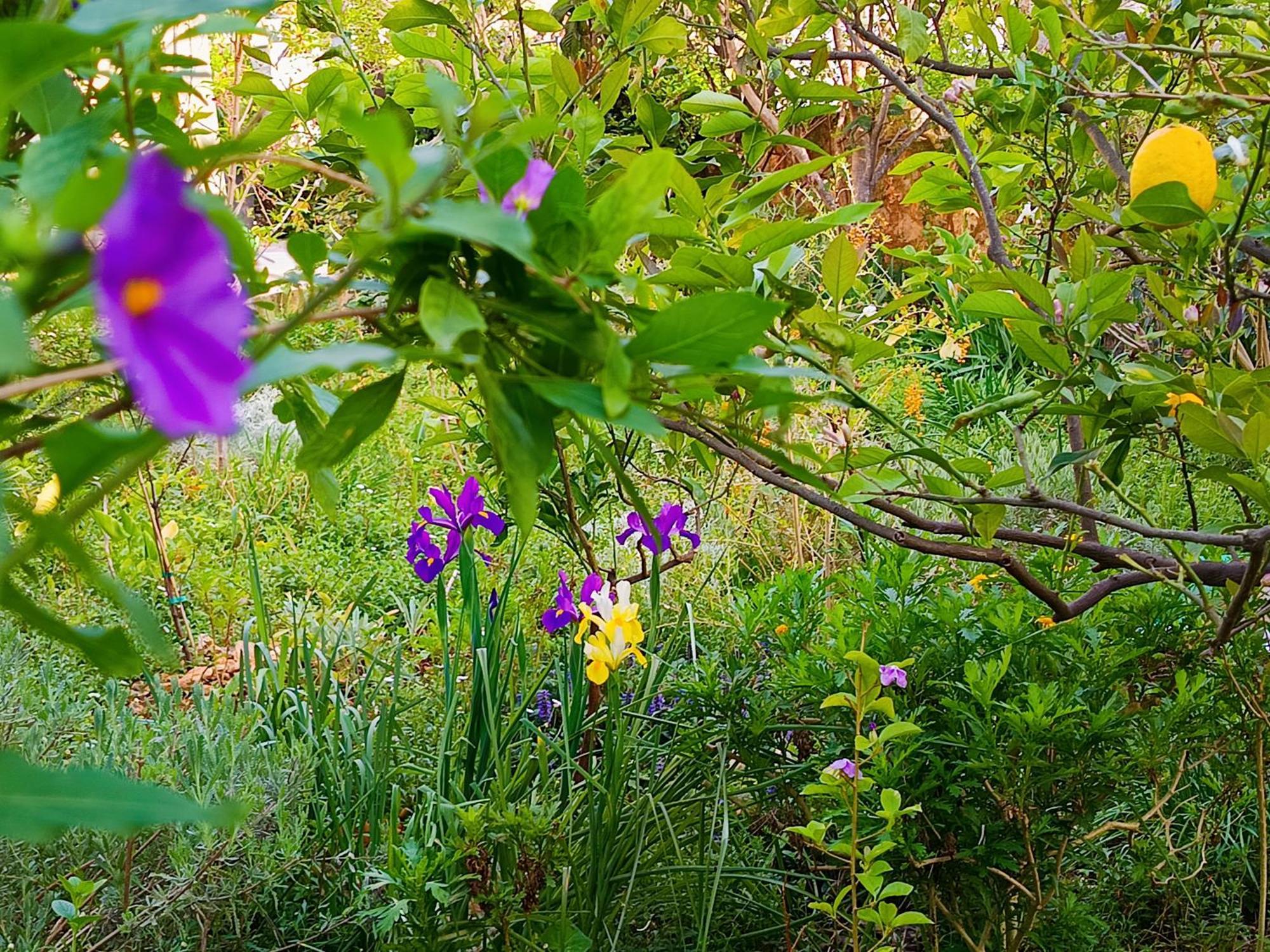 ואמוס Olive Lemon Biophilic House & Lush Forest Garden מראה חיצוני תמונה
