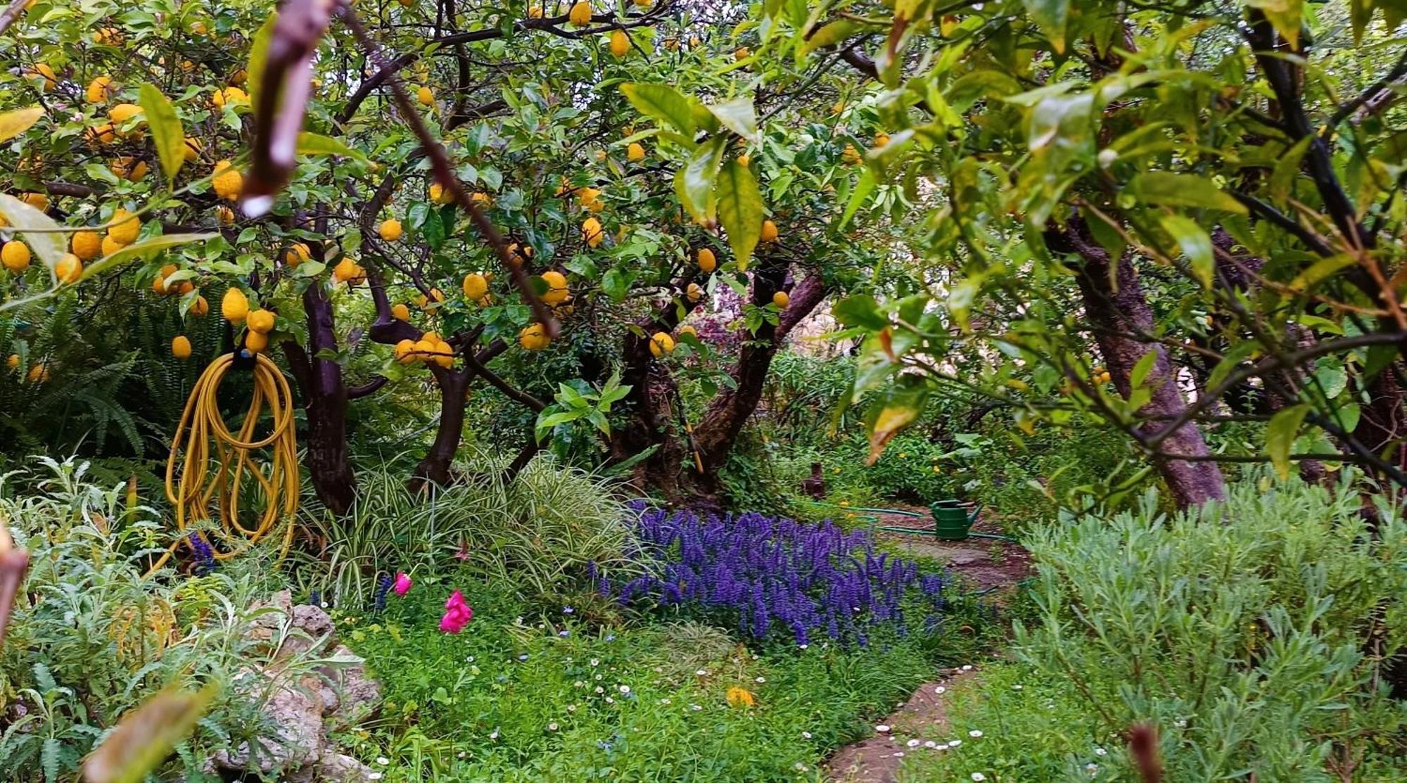 ואמוס Olive Lemon Biophilic House & Lush Forest Garden מראה חיצוני תמונה