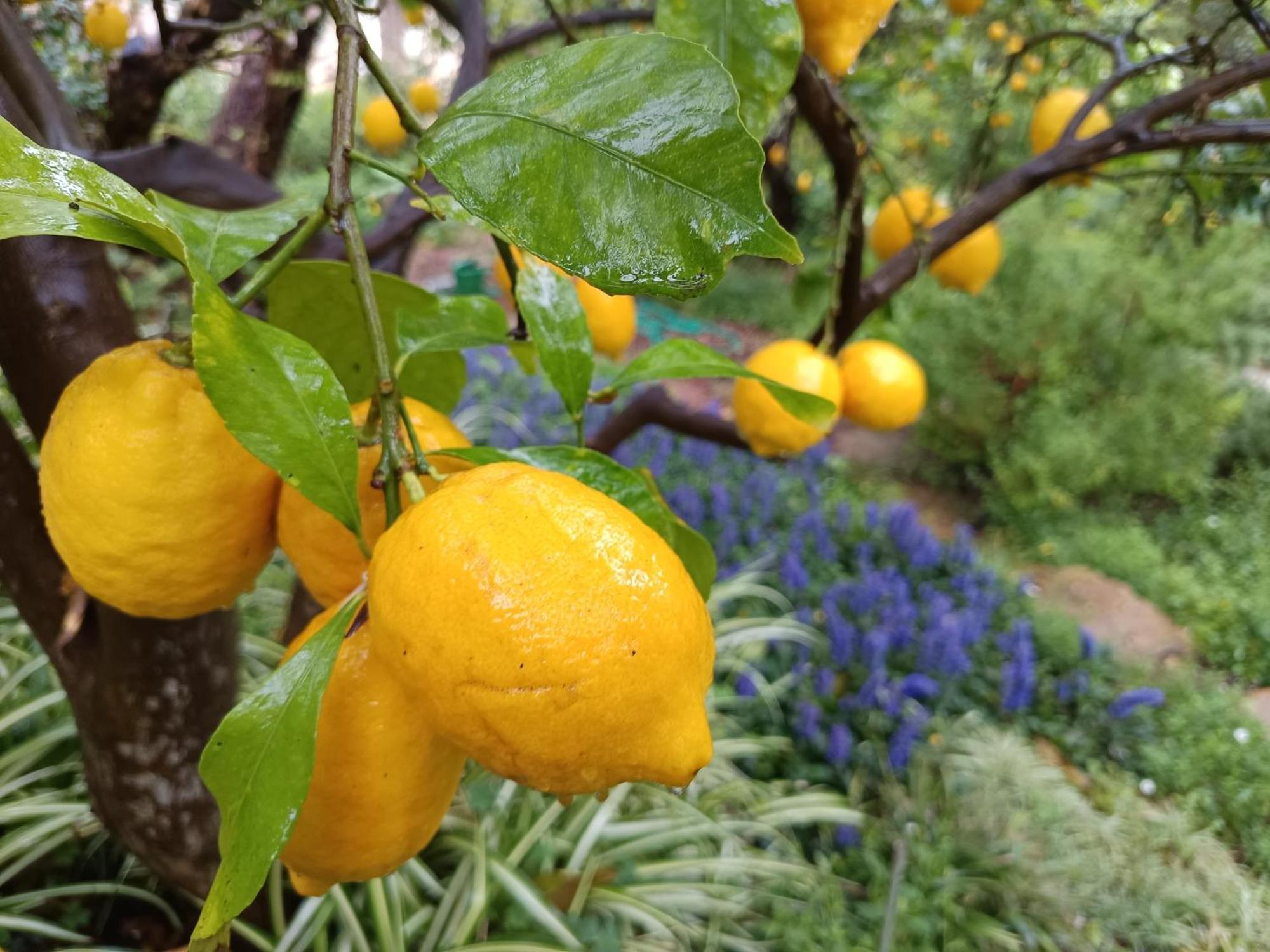 ואמוס Olive Lemon Biophilic House & Lush Forest Garden מראה חיצוני תמונה