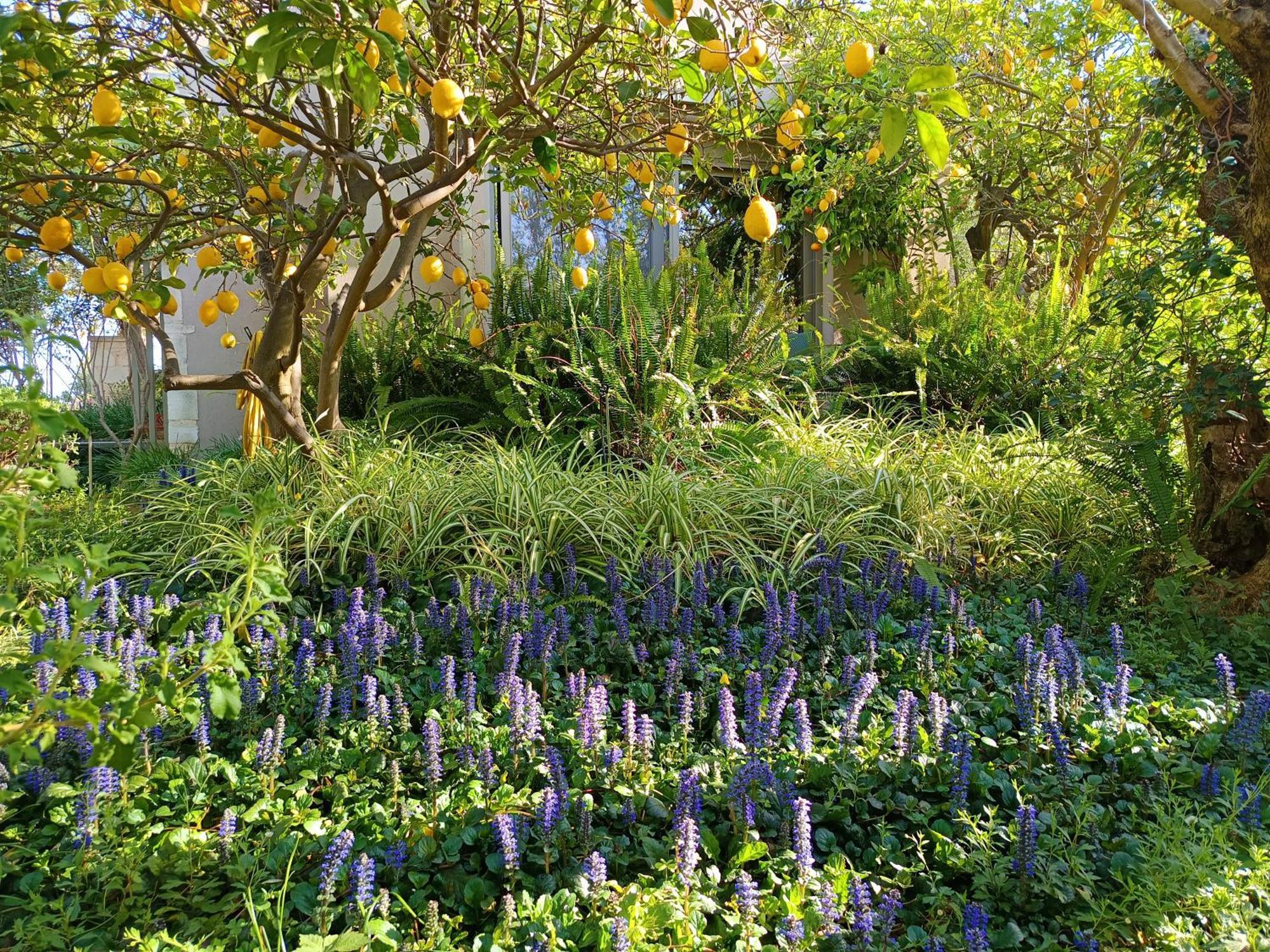 ואמוס Olive Lemon Biophilic House & Lush Forest Garden מראה חיצוני תמונה